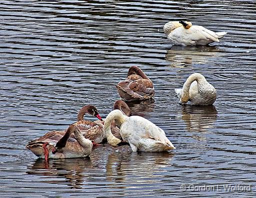 Seven Swans A Preening_DSCF5311.jpg - Trumpeter Swans (Cygnus buccinator) photographed near Maberly, Ontario, Canada.